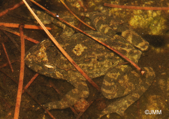 Discoglossus montalentii Discoglosse de Corse